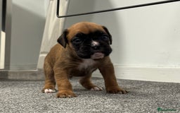 Boxer dogs for sale: KC Registered Boxer Puppies - Image 18