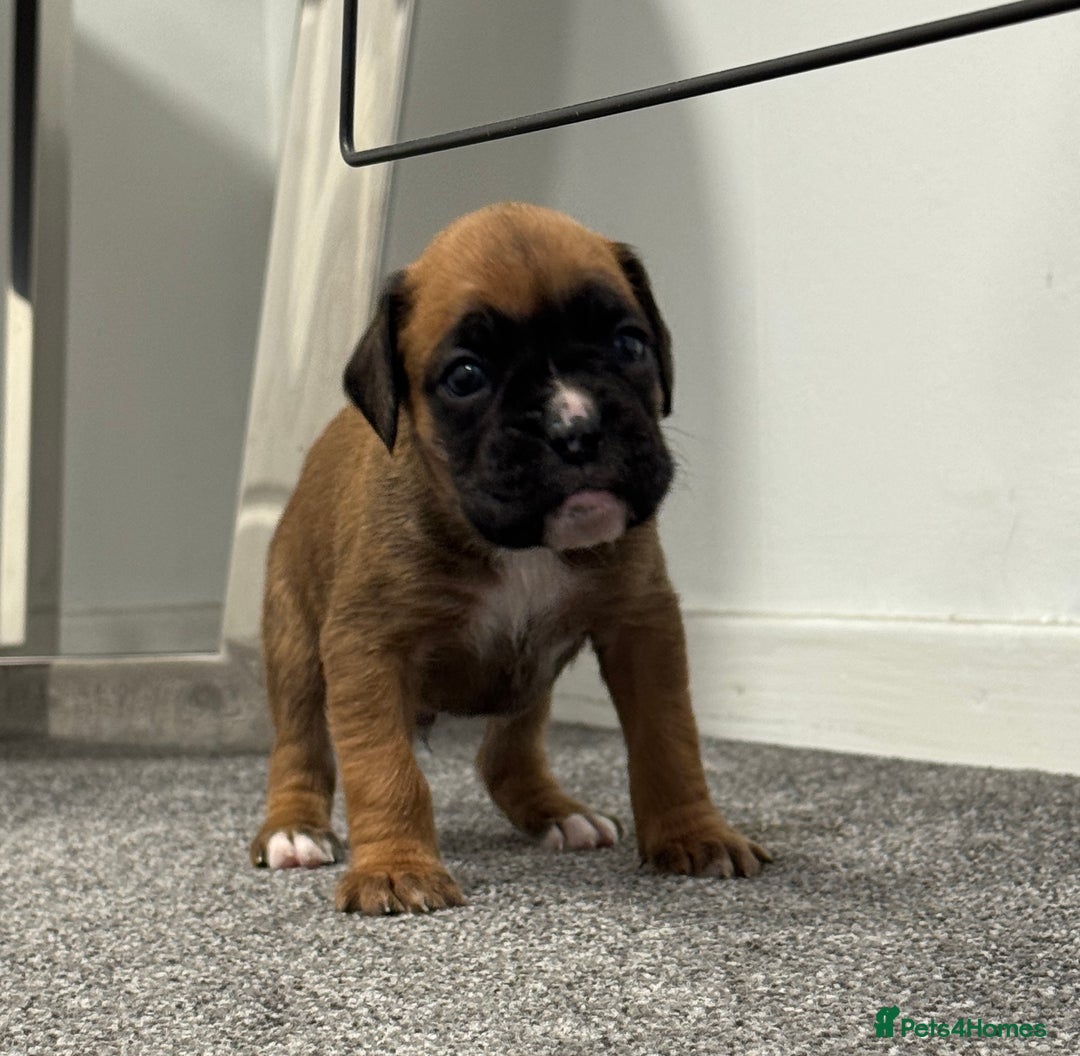 Boxer dogs for sale: KC Registered Boxer Puppies - Image 18