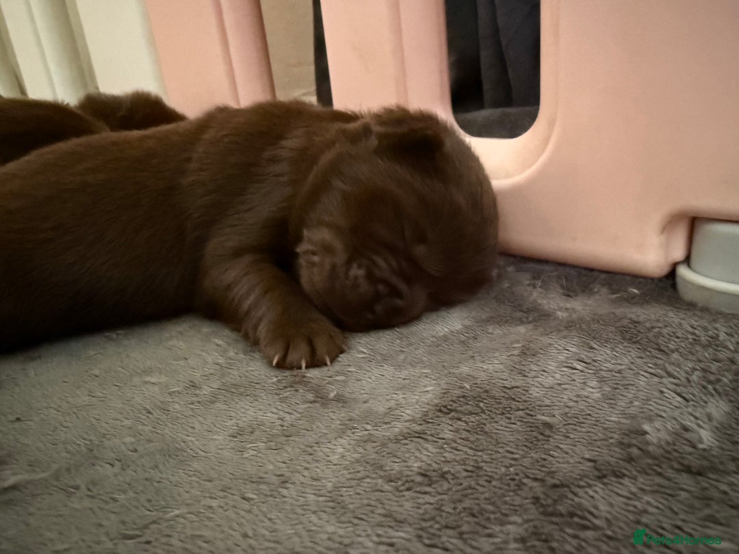 Chow Chow dogs for sale: Kc registered Pure chocolate chow chow puppies - Image 12