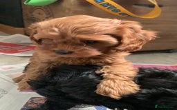 Cavapoo dogs for sale: Stunning premium F1 Cavapoo babies 🥰 - Image 15