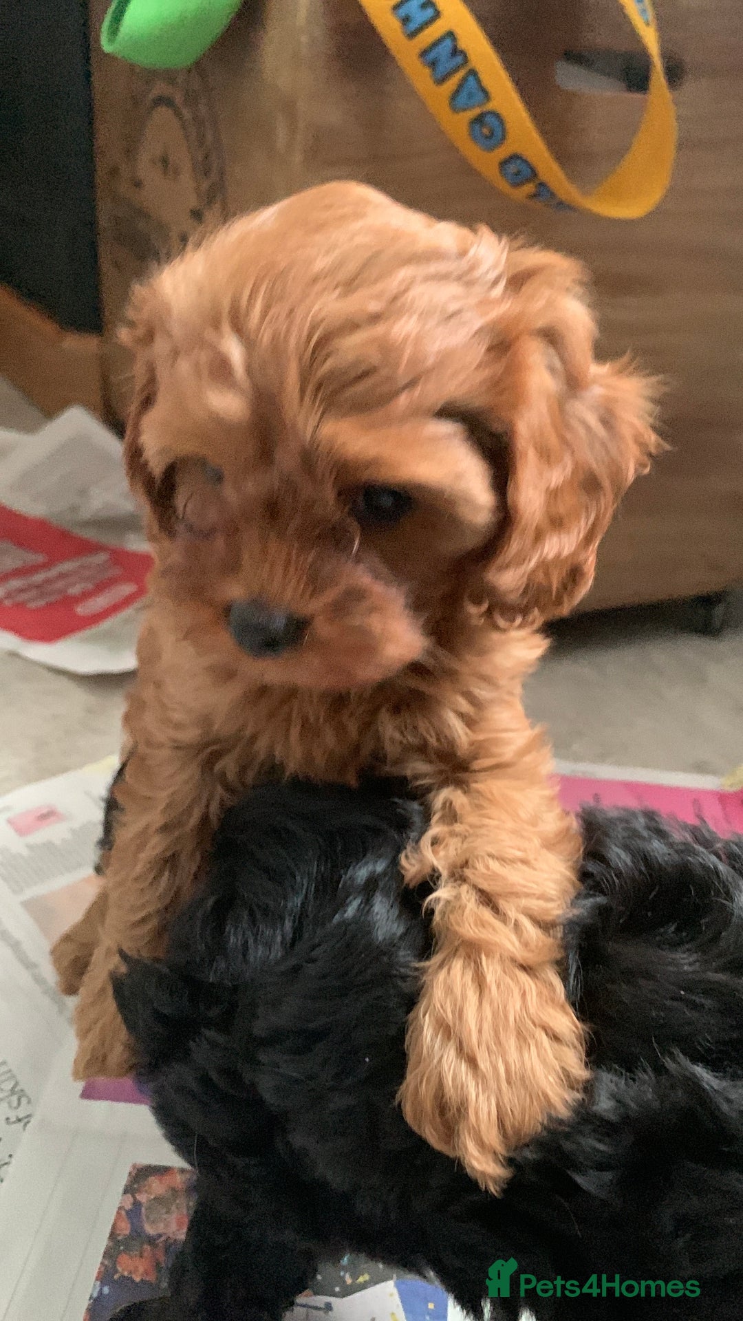 Cavapoo dogs for sale: Stunning premium F1 Cavapoo babies 🥰 - Image 15