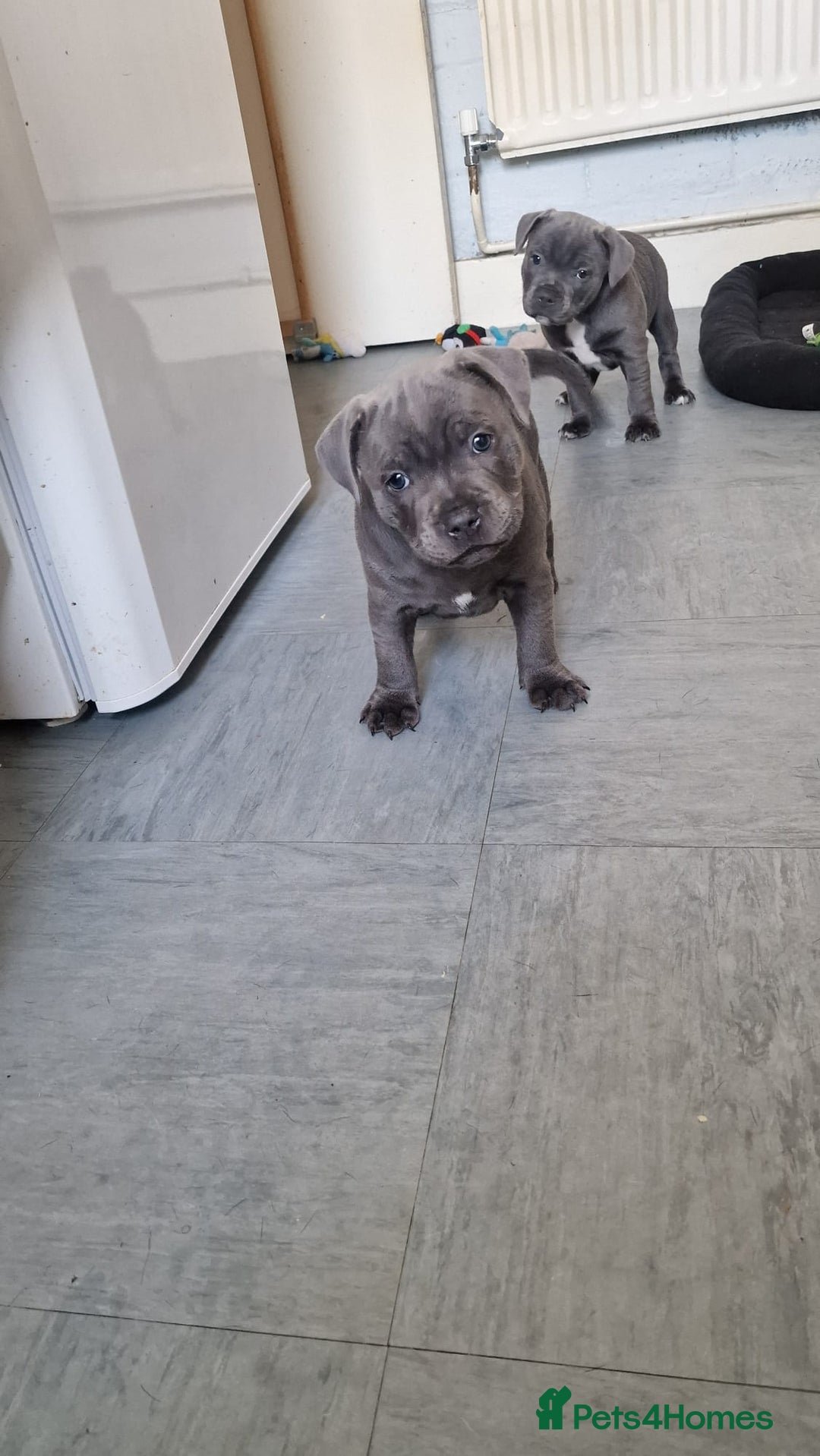 Staffordshire Bull Terrier dogs for sale: KC blue Staffordshire bull terriers - Image 7