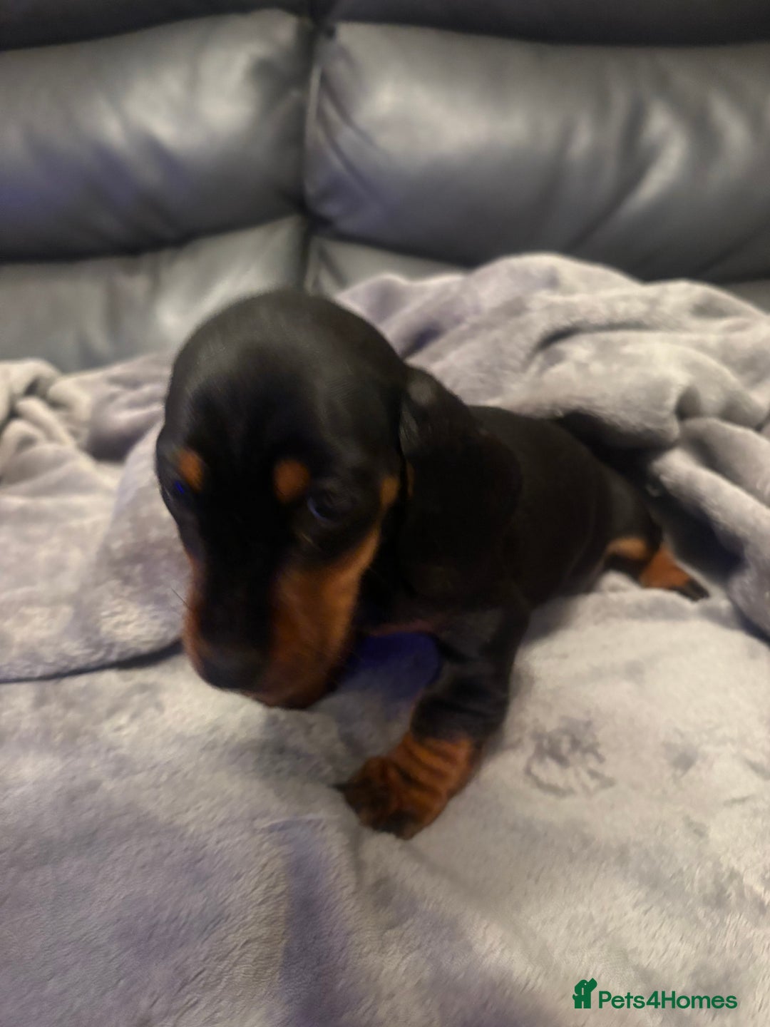 Miniature Dachshund dogs for sale: Miniature Dachshund - Advert 8