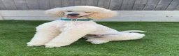 Mixed Breed dogs for sale: St bernadoodle / standard poodle  - Advert 3