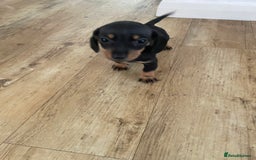 Dachshund dogs for sale: Miniature dachshunds  - Image 9