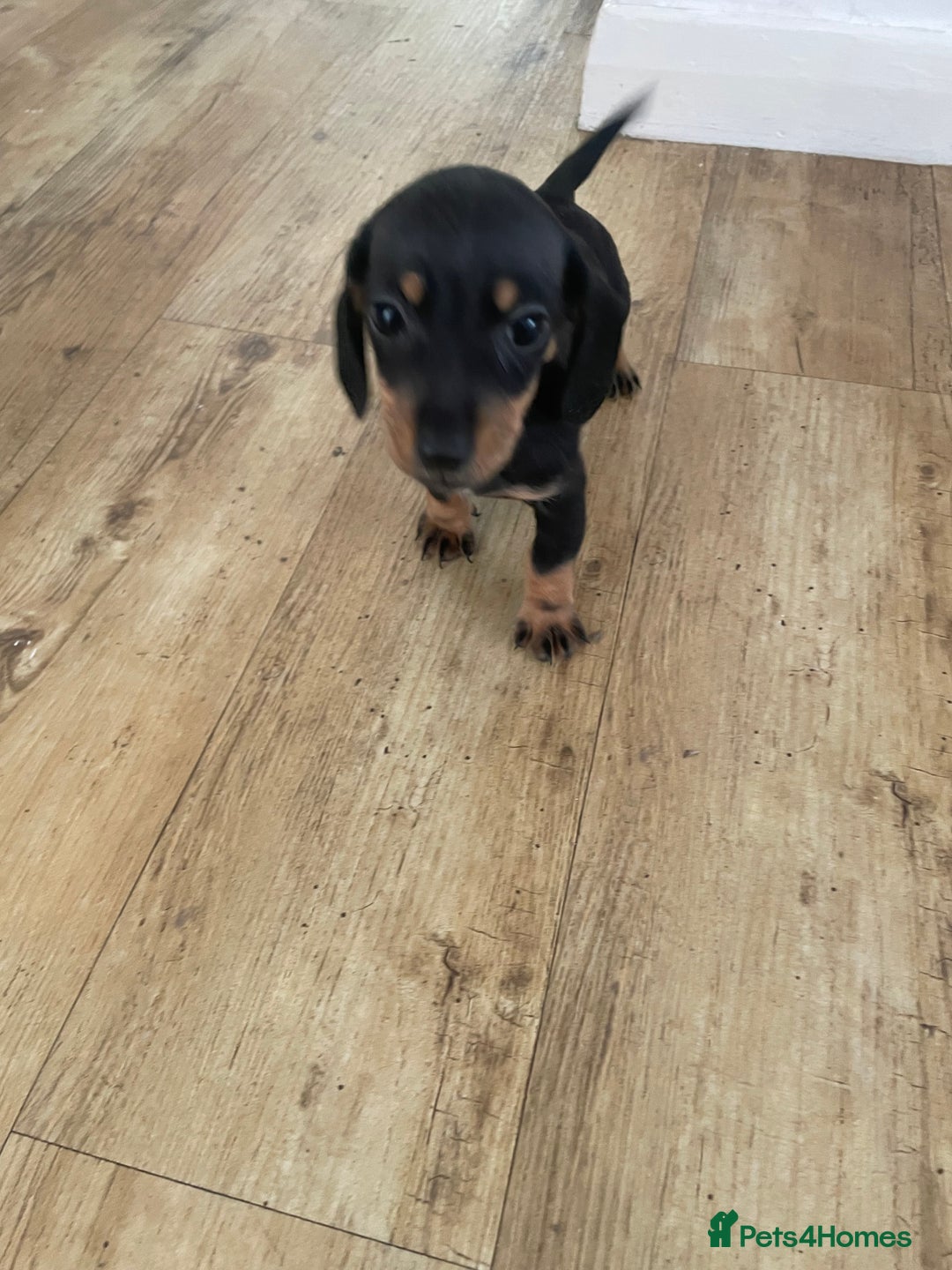 Dachshund dogs for sale: Miniature dachshunds  - Image 9