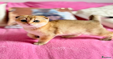 Scottish Fold cats High quality TICA pedigree kittens  - Advert 13