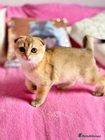 Scottish Fold cats High quality TICA pedigree kittens - Advert 13