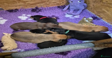 Miniature Dachshund dogs in Herne Bay - Advert 6