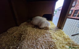 Lionhead rabbits for sale: Little girl bunny looking for her new home  - Image 4