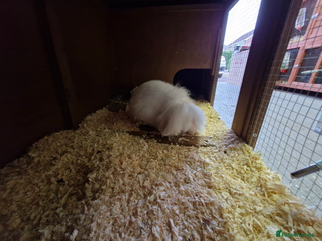 Lionhead rabbits for sale: Little girl bunny looking for her new home  - Image 4