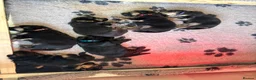 German Shepherd dogs for sale: 1 chunky boy ready to leave - Advert 13