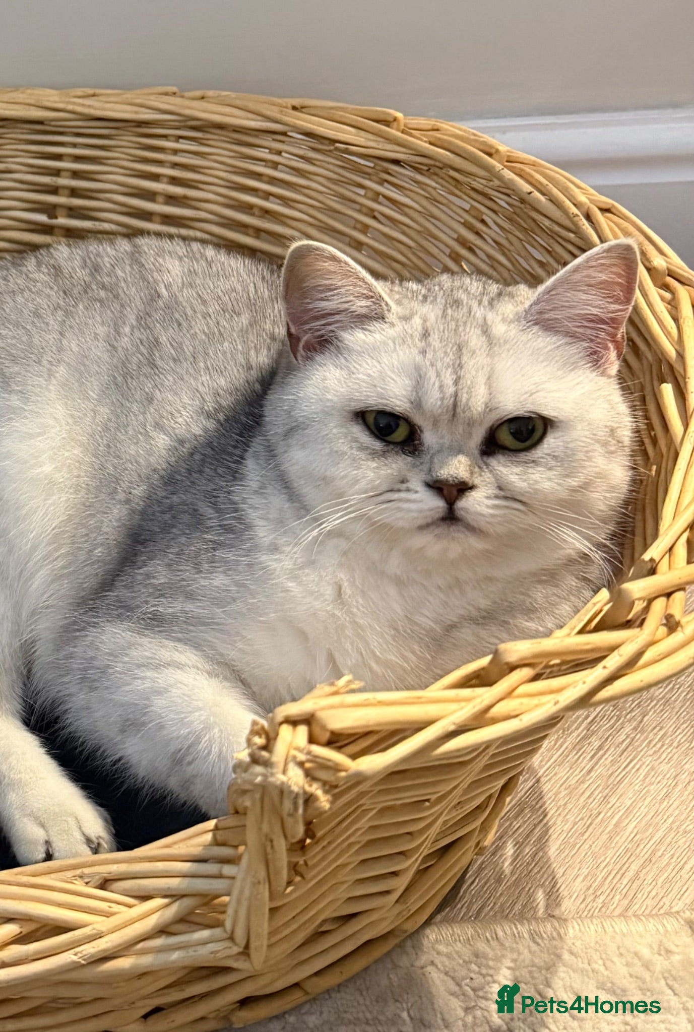 British Shorthair cats British shorthair female  - Advert 16