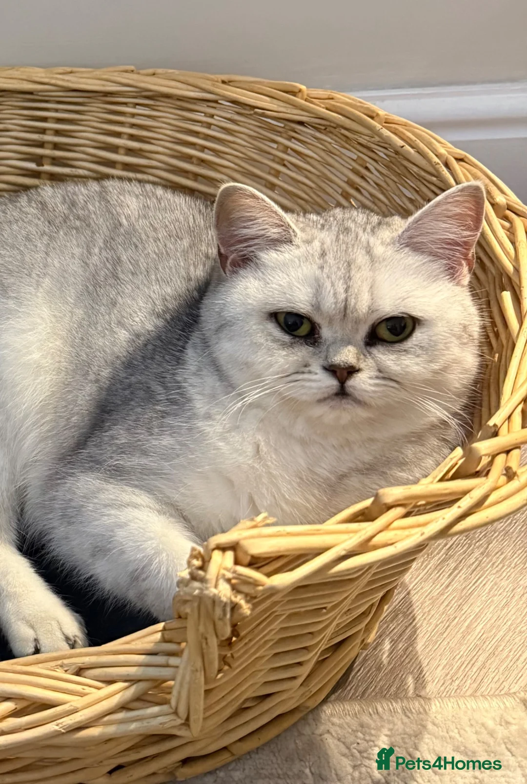 British Shorthair cats for sale: British shorthair female  - Advert 1