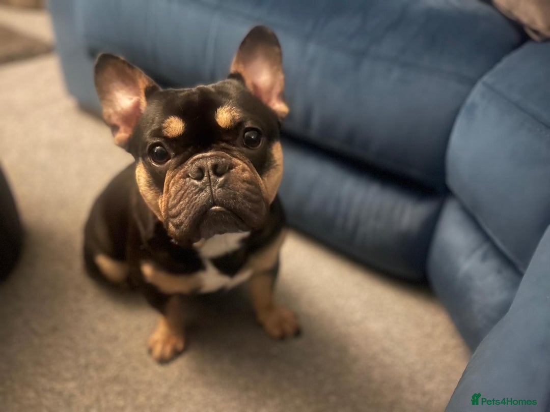 French Bulldog dogs for sale: beautiful frenchies - Image 6