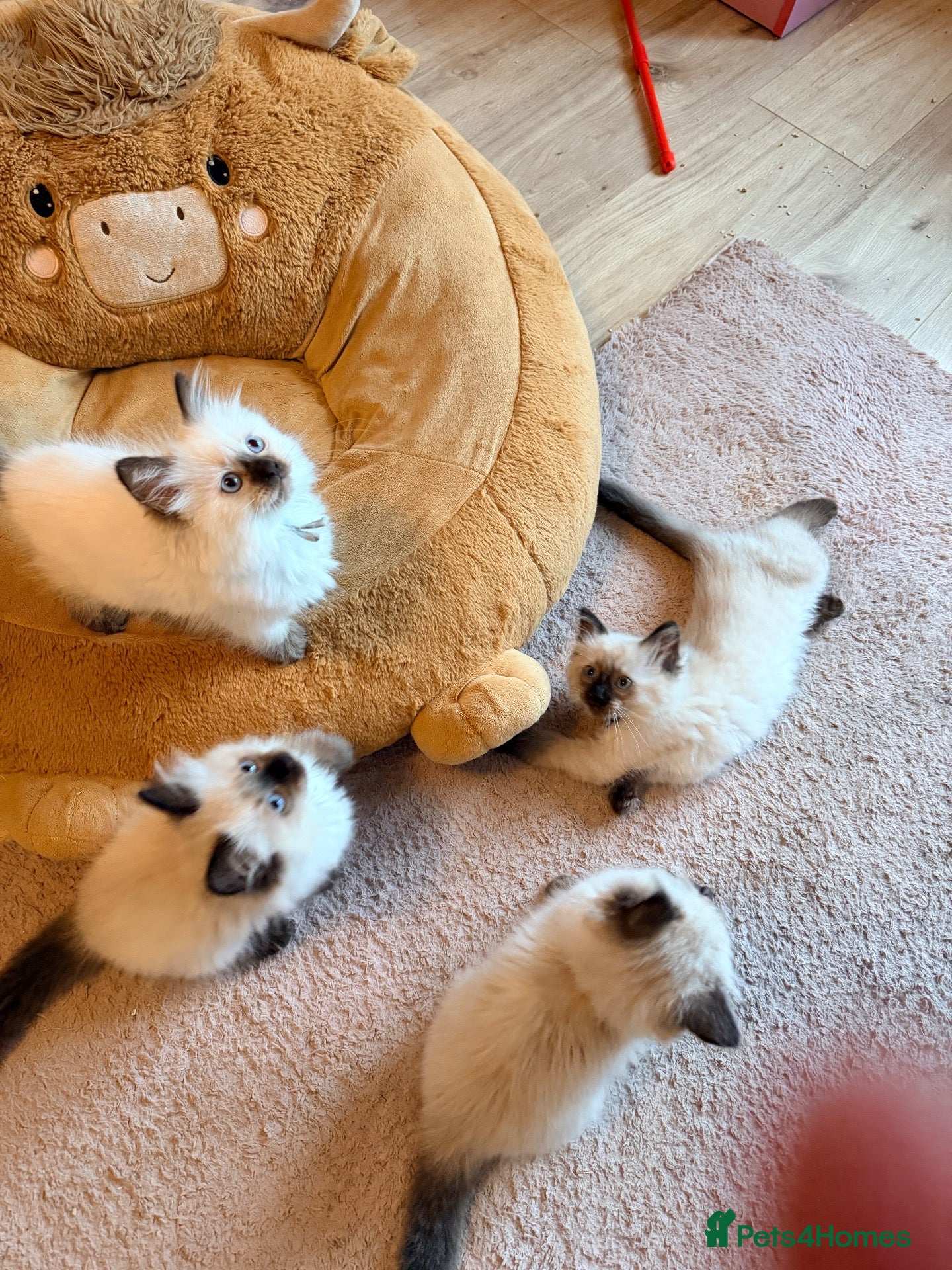 Ragdoll cats ❤️ 5 stunning ragdoll kittens ❤️ - Advert 18
