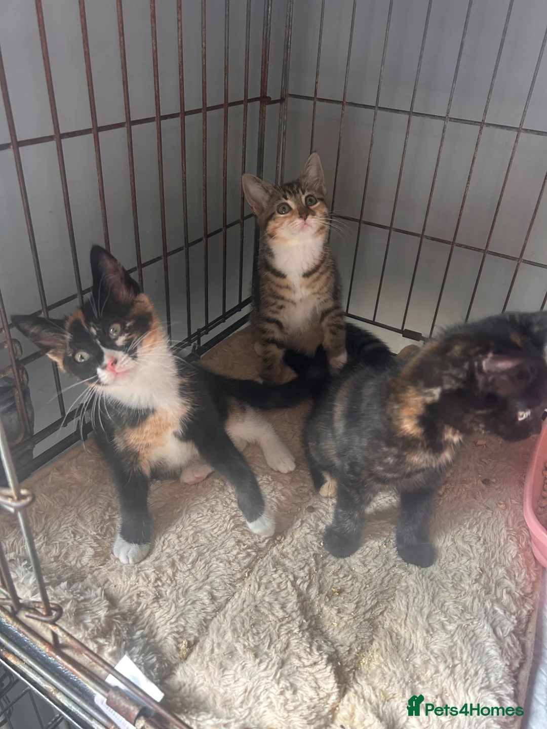 Mixed Breed cats for sale: Siamese. Ragdoll x Maine coon ready to leave  - Advert 17