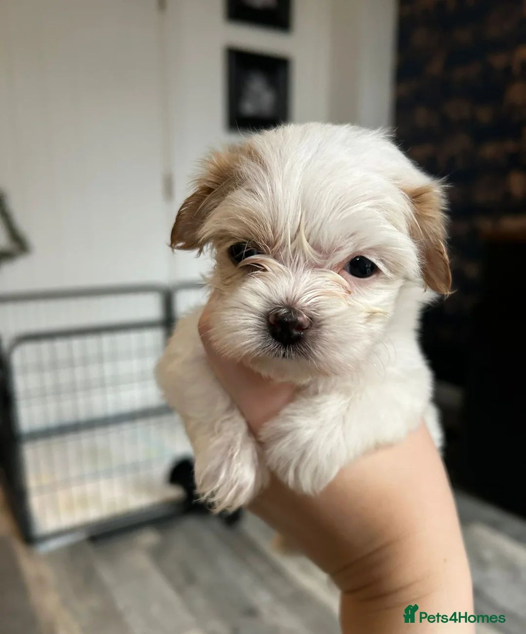 Havanese dogs for sale: Beautiful Havanese Puppies - Advert 15