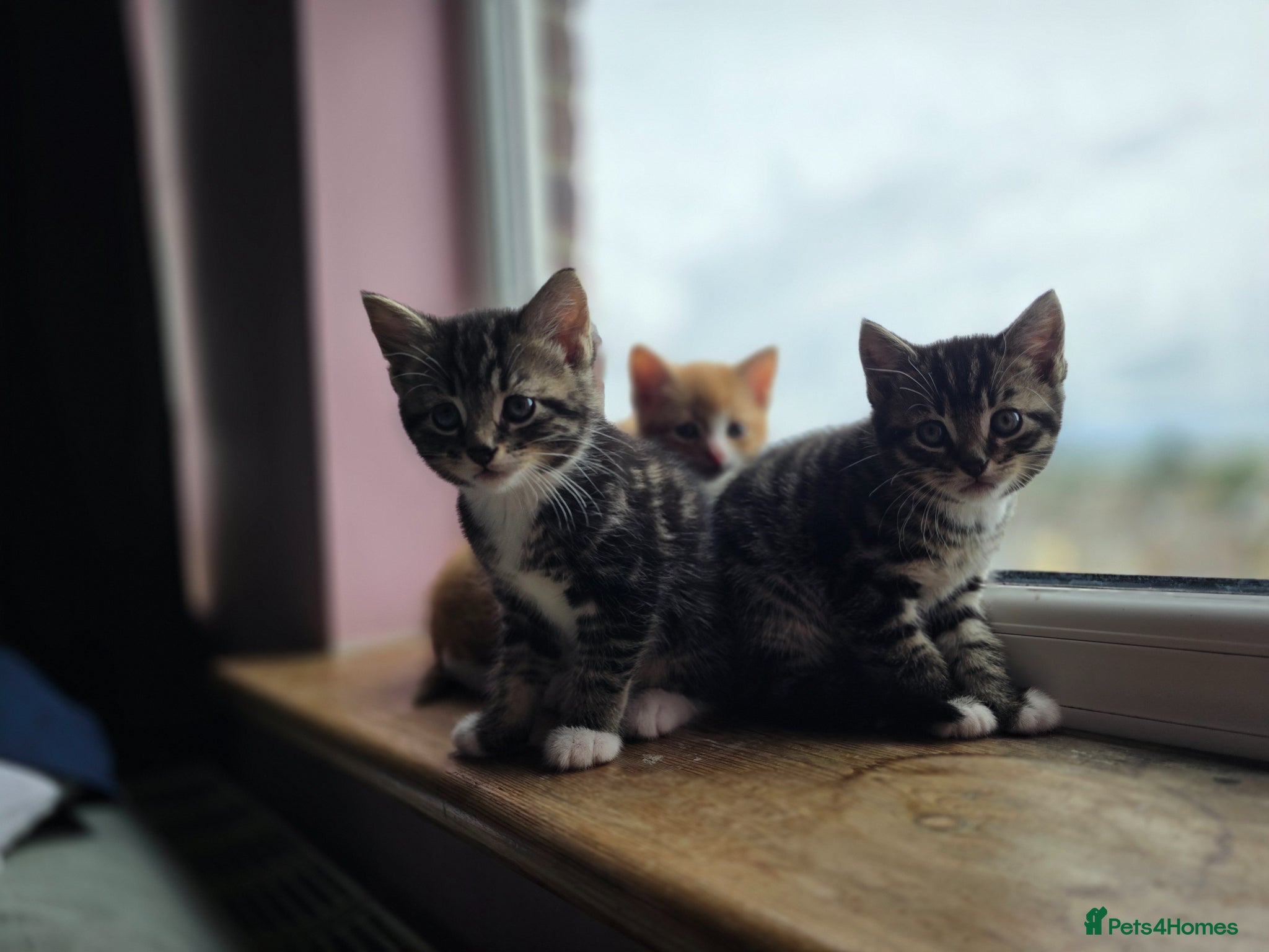 Mixed Breed cats 4 beautiful kittens 😸  - Advert 1