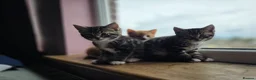 Mixed Breed cats for sale: 4 beautiful kittens 😸  - Advert 1