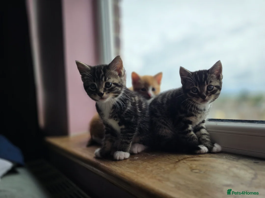 Mixed Breed cats for sale: 4 beautiful kittens 😸  - Advert 1