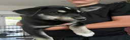 Mixed Breed dogs for sale: Husky X Labrador puppies  - Advert 10
