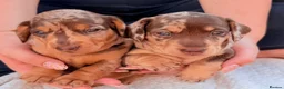 Miniature Dachshund dogs for sale: Isabella dappled miniature dachshunds🤍 - Advert 2