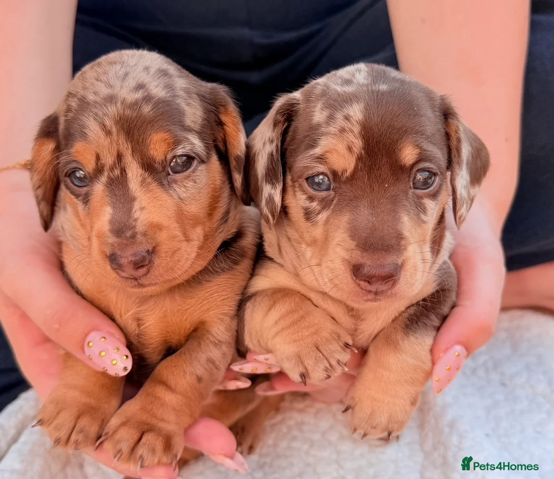 Miniature Dachshund dogs for sale: Isabella dappled miniature dachshunds🤍 - Advert 2