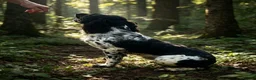 English Springer Spaniel dogs for sale: KC Registered Springer Spaniel Pups - Advert 5
