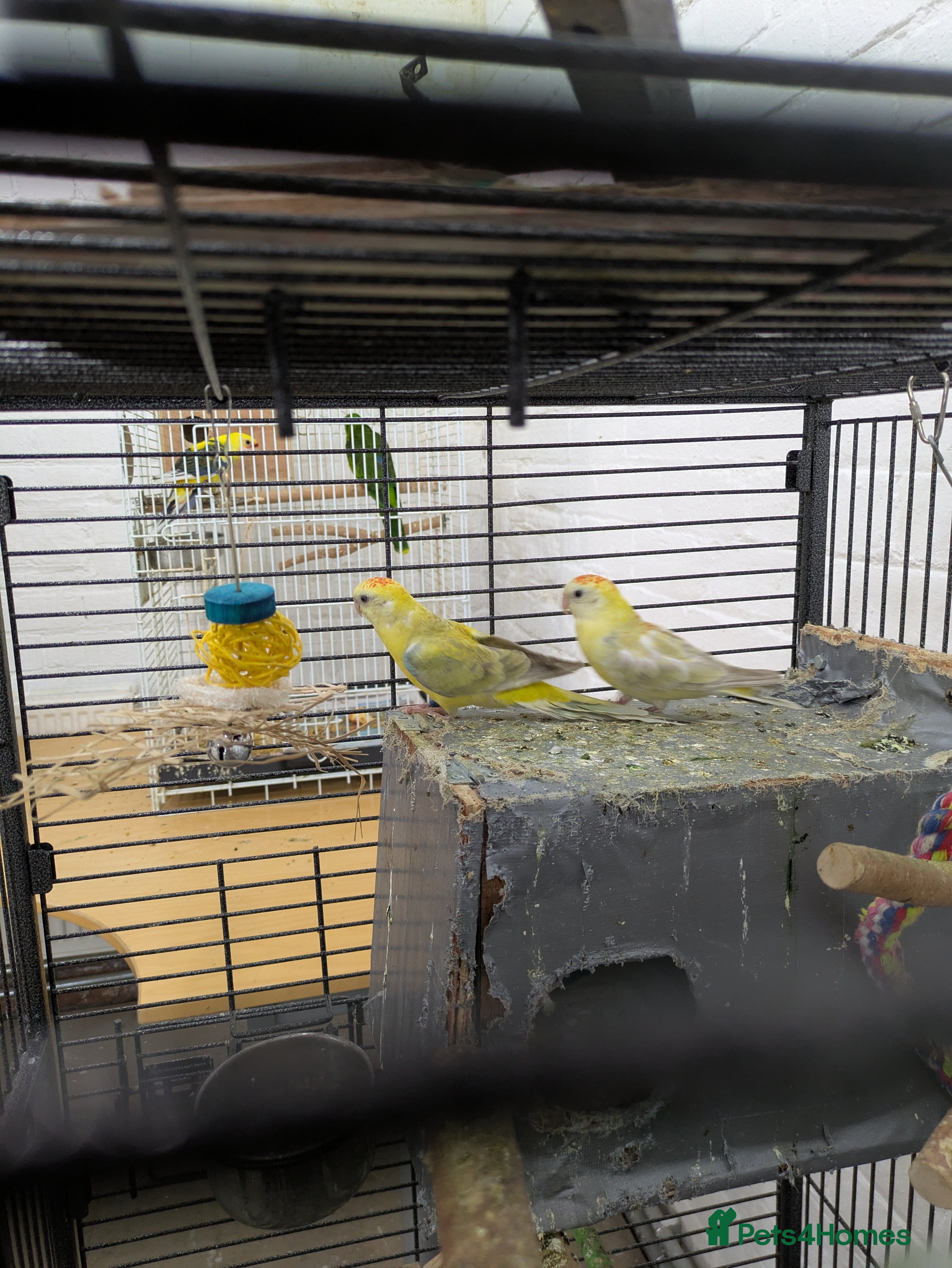 Budgerigars birds 2 red rumped parrots small and friendly  - Advert 8