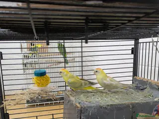 Budgerigars birds 2 red rumped parrots small and friendly - Advert 4