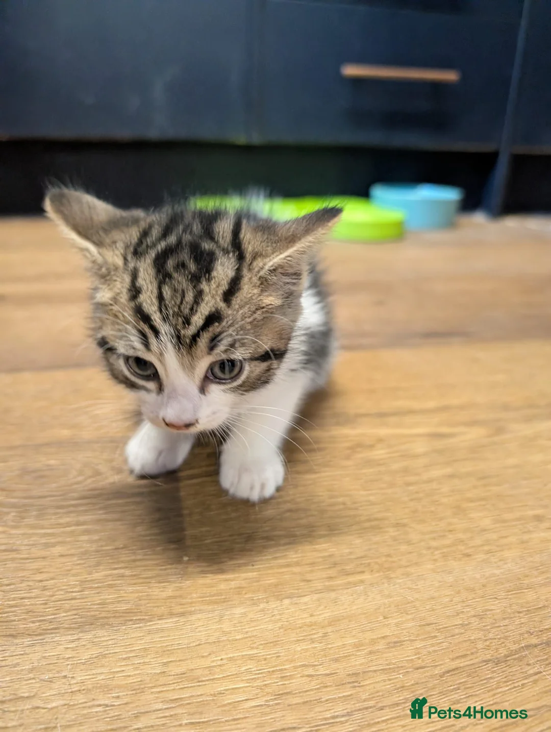 Mixed Breed cats for sale: 2 little kitty cats - Advert 6