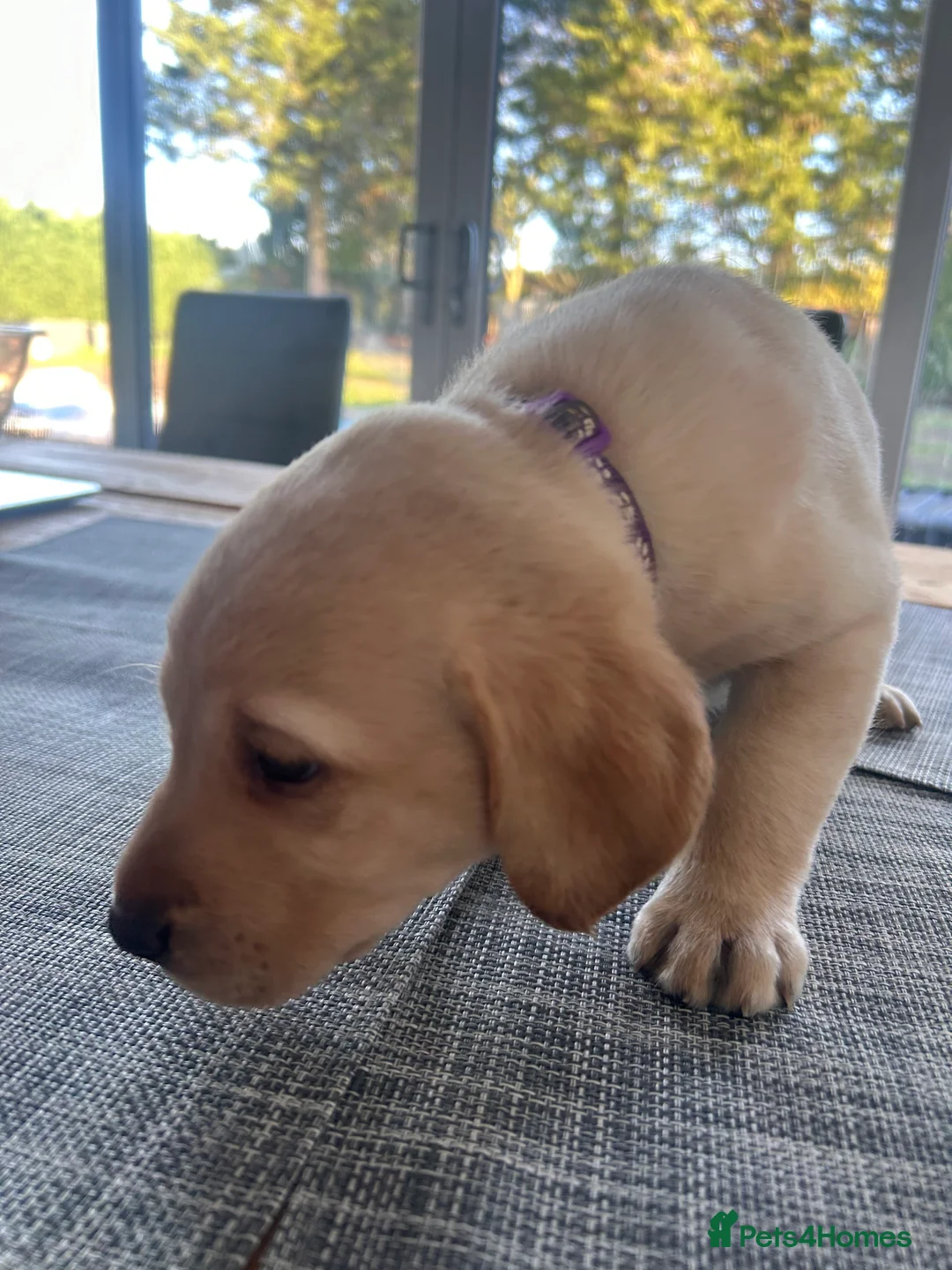 Labrador Retriever dogs for sale: KC Registered labs for sale  - Advert 10