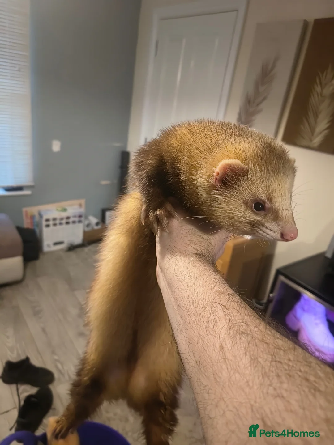 Ferret rodents for sale: Ferret hobs - Advert 2