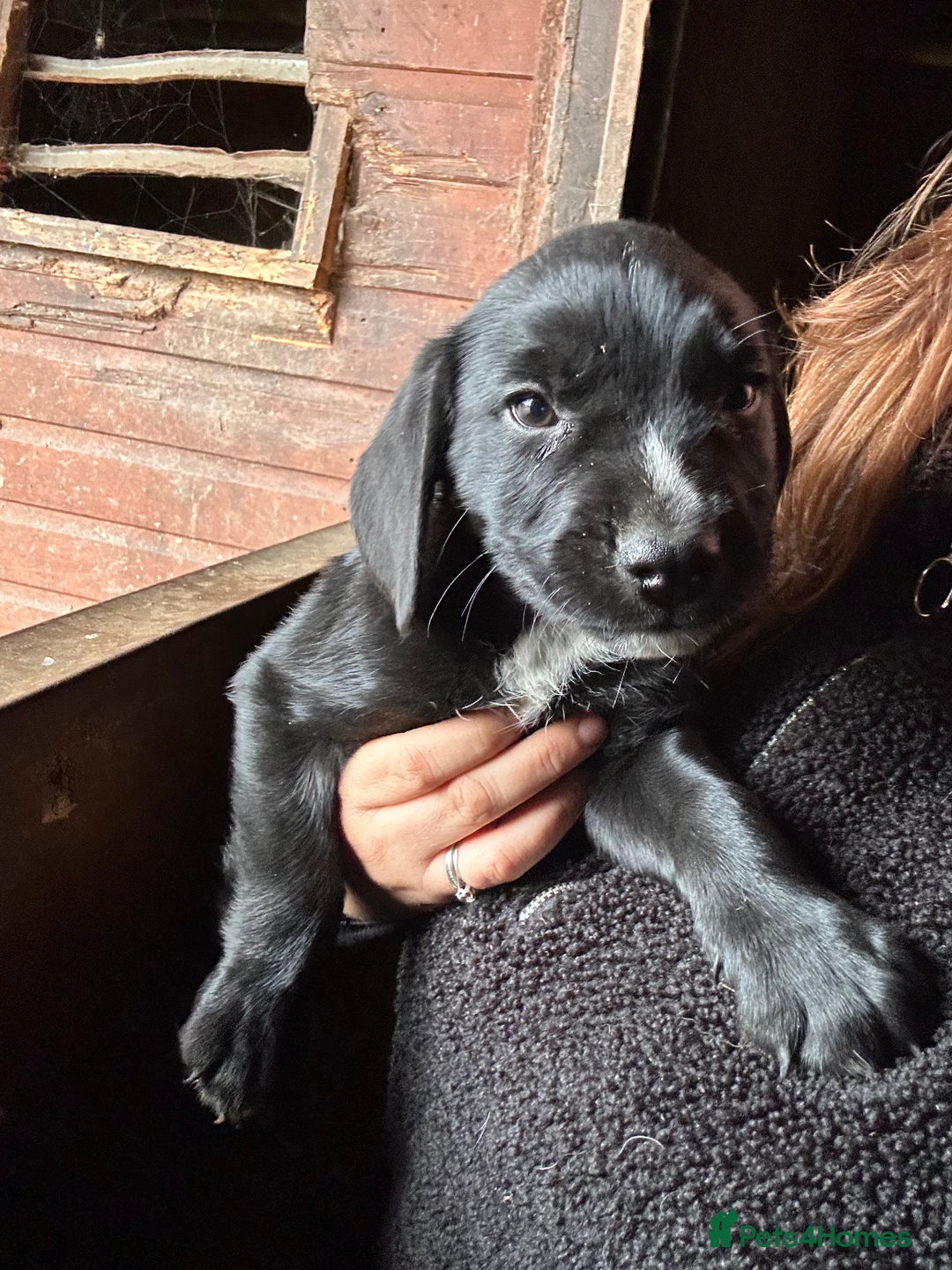 Mixed Breed dogs for sale: Beautiful litter of puppies. Mixed breeds❤️ - Image 11