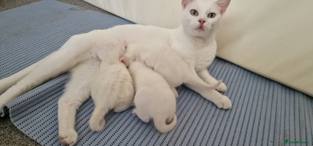 Mixed Breed cats for sale: Adorable white kittens  - Image 6