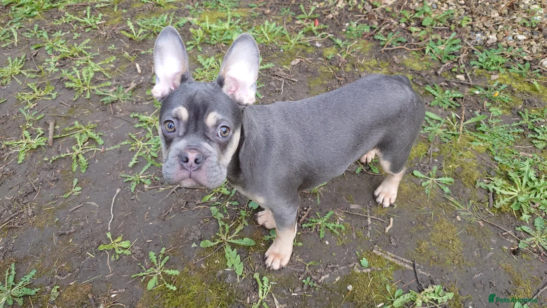 French Bulldog dogs for sale: Frenchie Hugo  in Witney - Advert 1