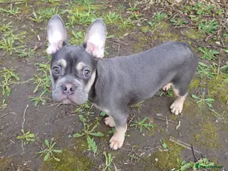 French Bulldog dogs Frenchie Hugo - Advert 1