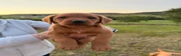 Labrador Retriever dogs for sale: Fox Red KC Registered Labrador Puppies for sale in Blaenau Ffestiniog - Advert 4