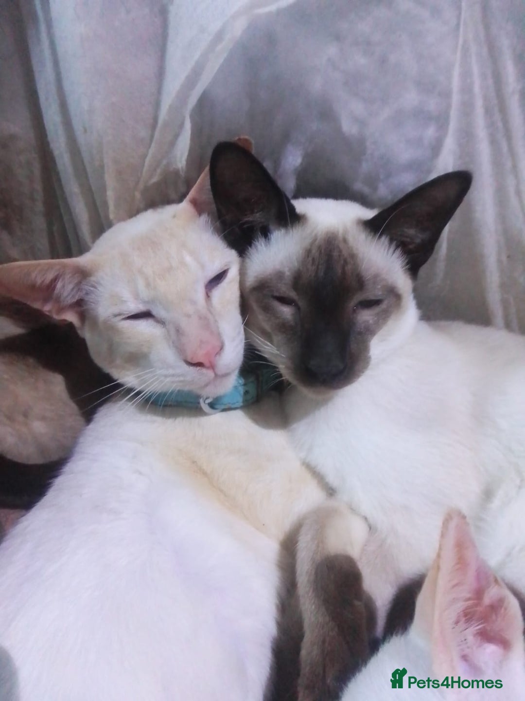 Siamese cats for sale: Siamese cat - Advert 2