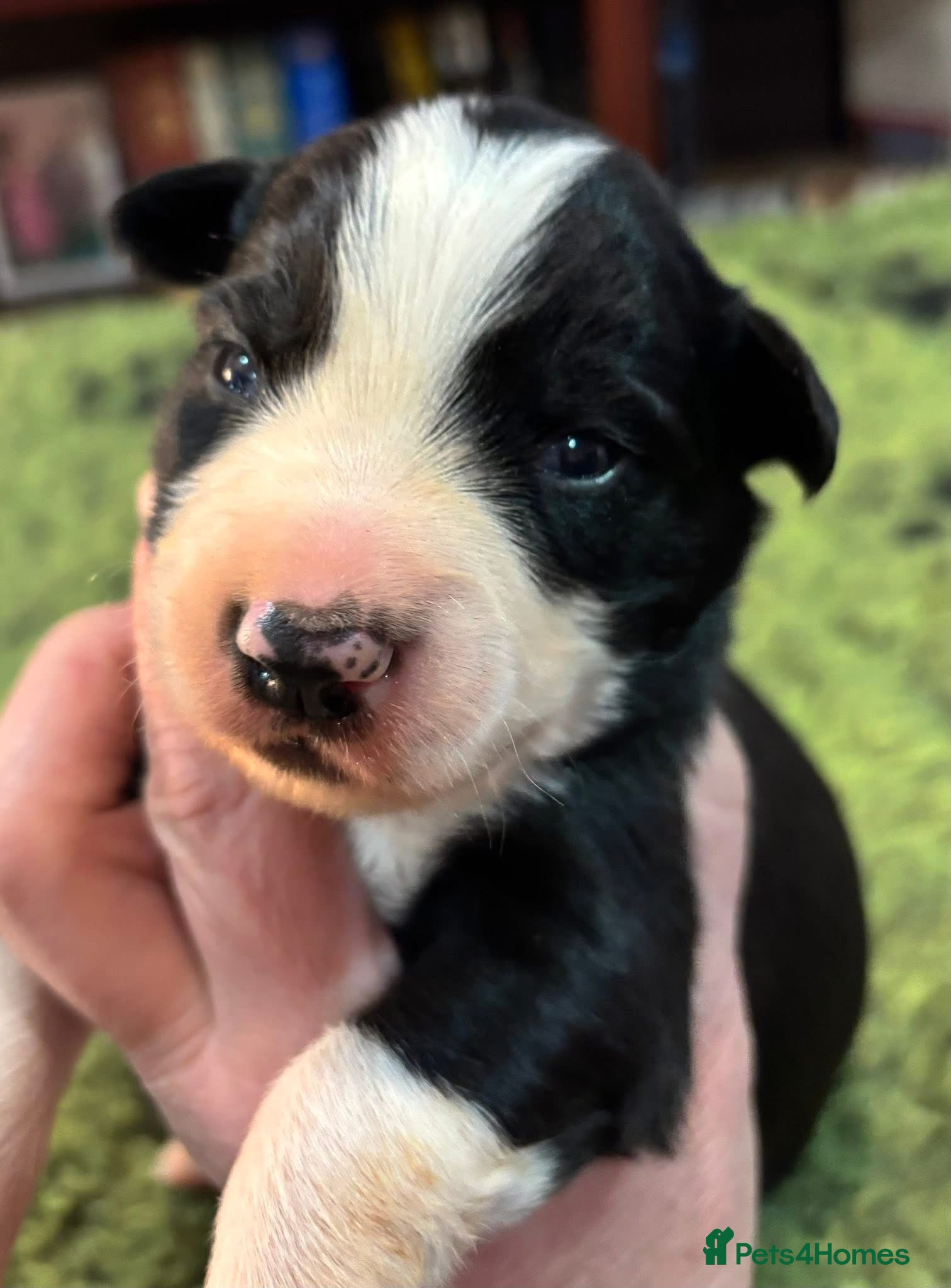 Border Collie dogs Border Collie Pups  - Advert 2