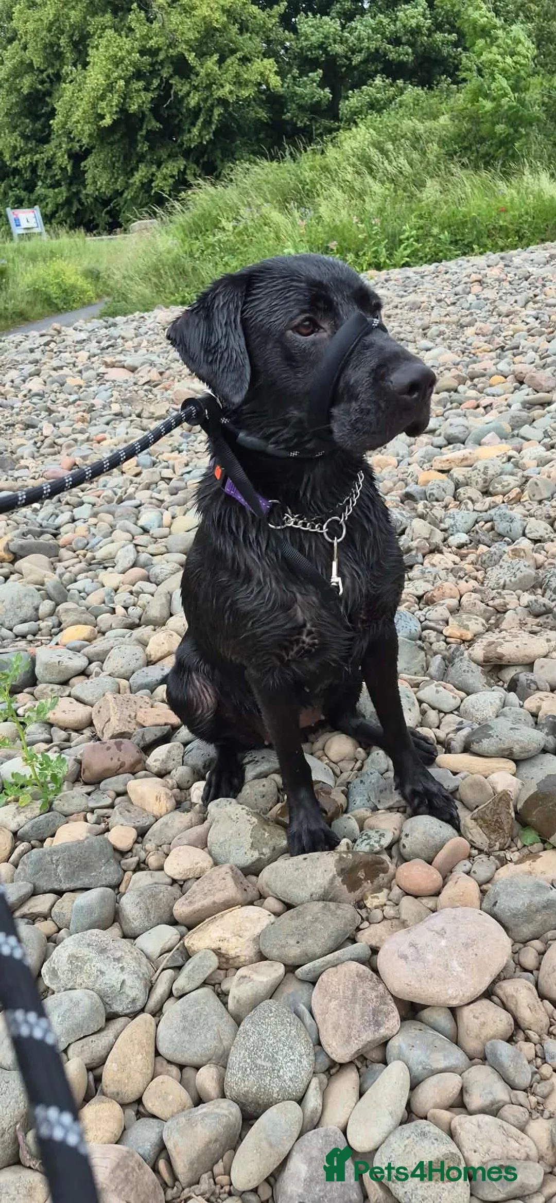 Labrador Retriever dogs for sale: Black labrador  - Advert 1