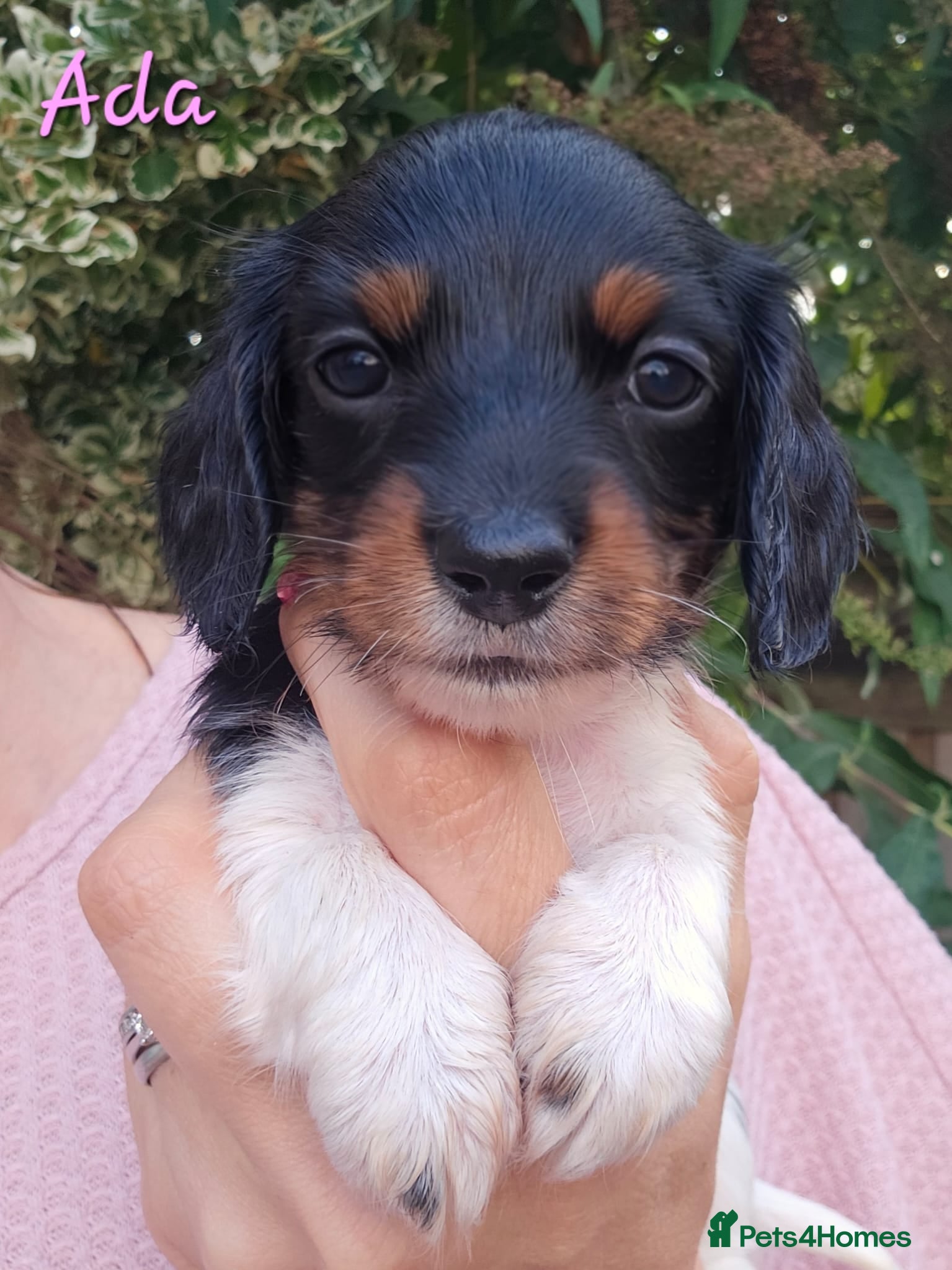 Miniature Dachshund dogs Last Little Girl Available - Advert 18