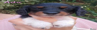 Ada
