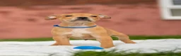 Staffordshire Bull Terrier dogs for sale: 🐾 STUNNING RED STAFFIE PUPPIES 🐾 - Advert 6
