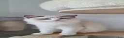 Ragdoll cats for sale: 💕Beautiful TICA Ragdolls Kittens 💕 - Advert 35