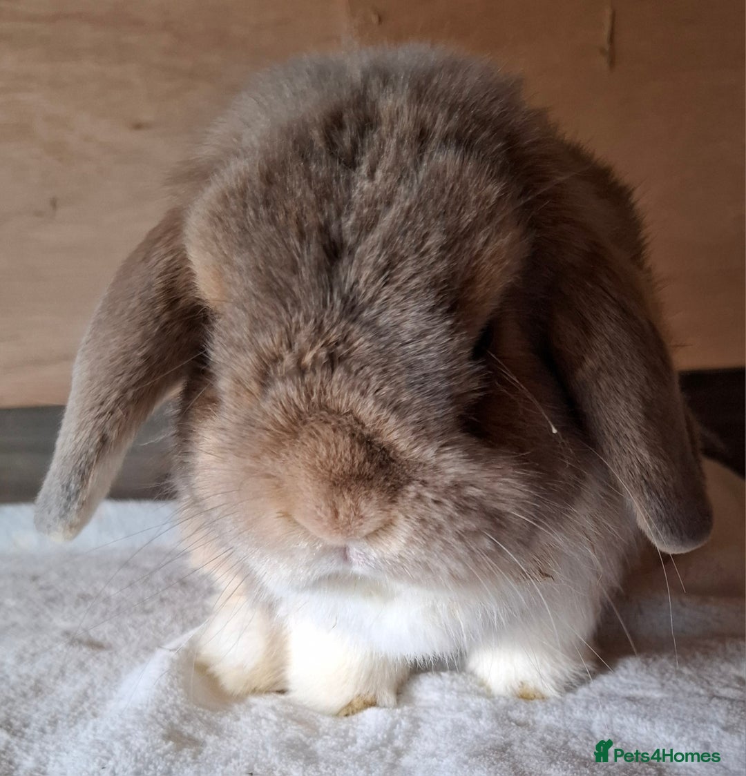Mini Lop rabbits for sale: 2 x adult mini lop bucks - Image 12