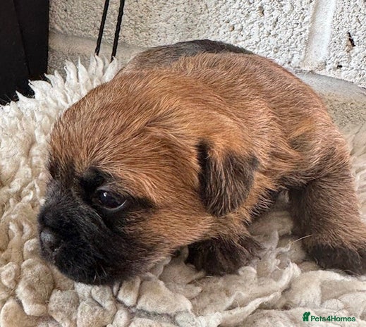 Border Terrier dogs - Advert 4
