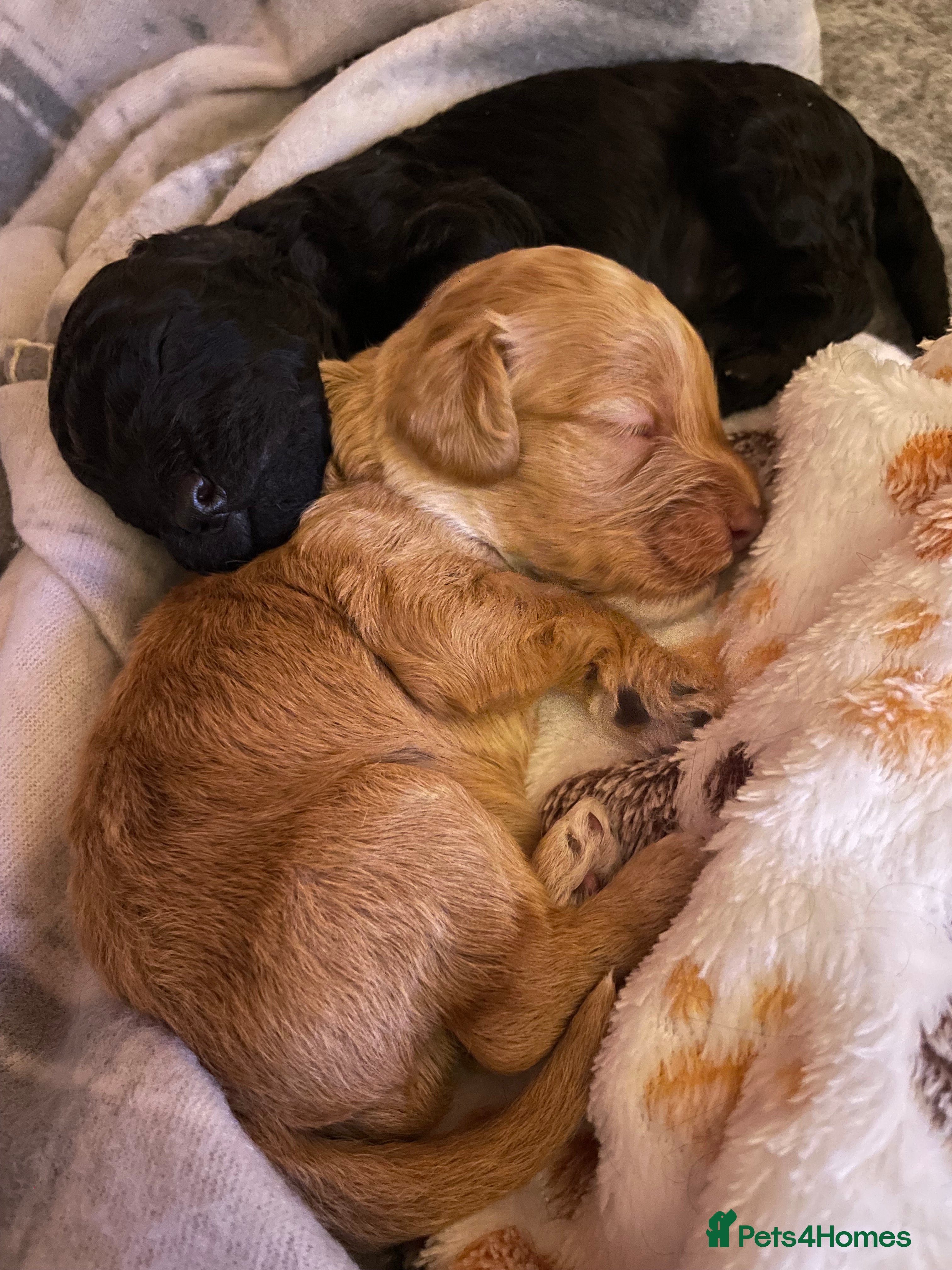 Cockapoo dogs Adorable Cockapoos looking for forever homes ❤️ - Advert 2