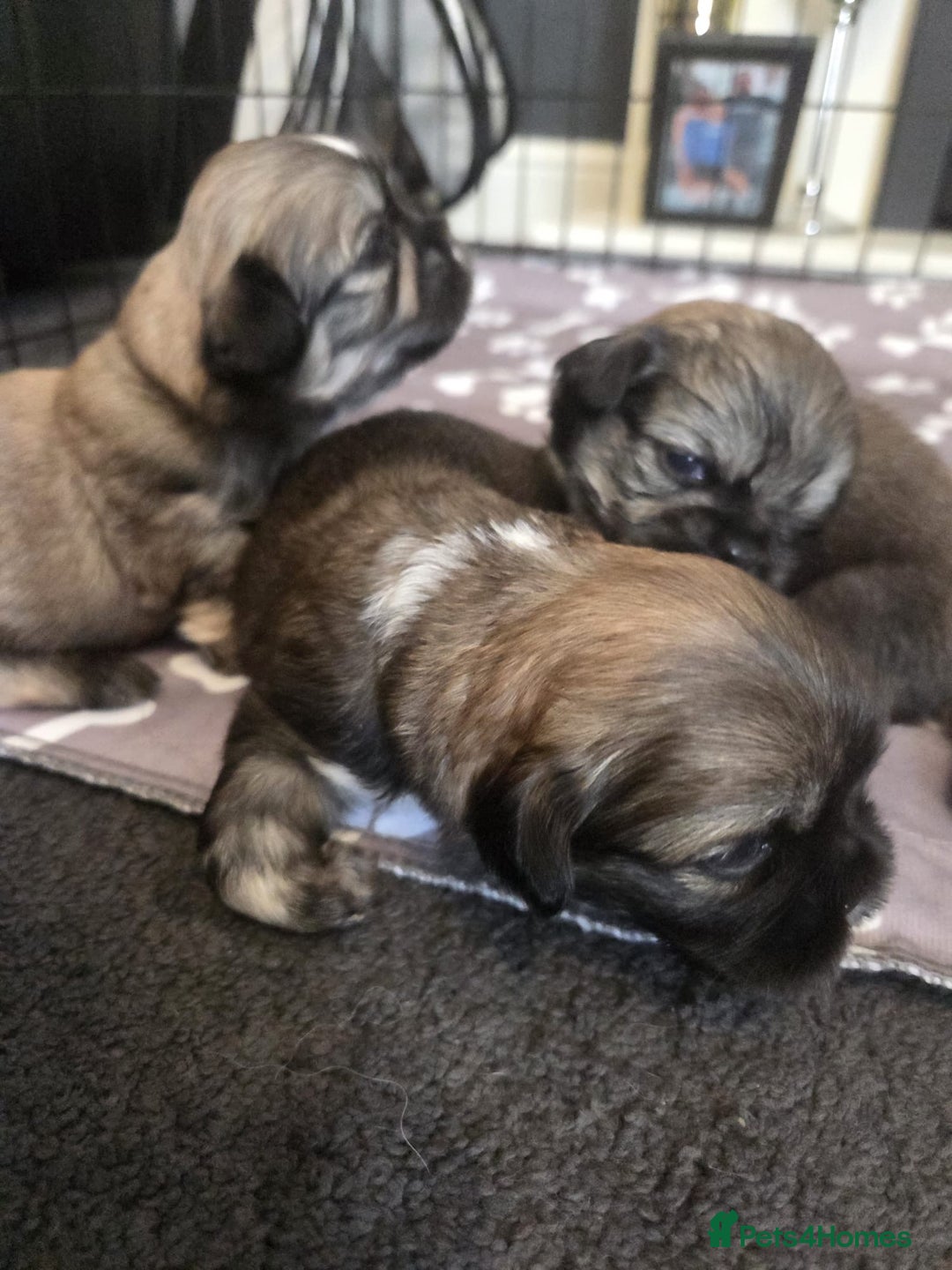 Shih Tzu dogs for sale: Shih tzus  - Image 15